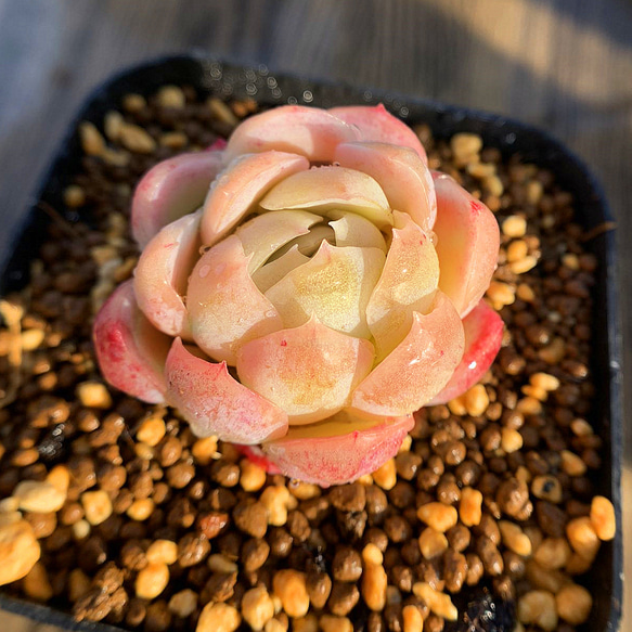 92.農園直売 多肉植物 寄せ植え エケベリア レモンベリー 抜き苗 