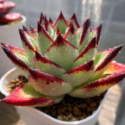 速達付❣️朝霞錦③❤️ニカ❤️ アエオニウム 多肉植物 抜き苗 朝霞錦