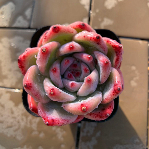 104.多肉植物 寄せ植え エケベリア属 原種コロラータ 抜き苗 アート