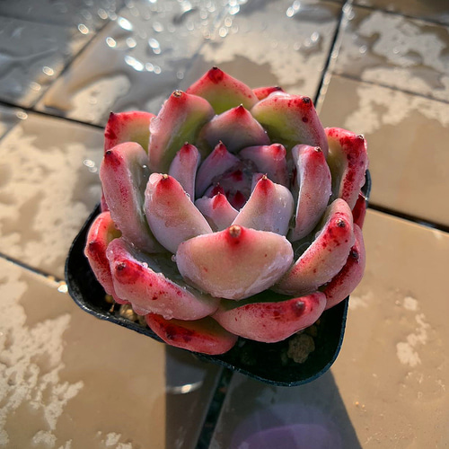 104.多肉植物 寄せ植え エケベリア属 原種コロラータ 抜き苗 アート