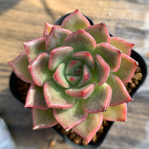 No.529 ❁エリークイーン❁ カット苗 多肉植物 寄せ植え No.529 ❁エリークイーン❁ カット苗 多肉植物 寄せ植え No.529