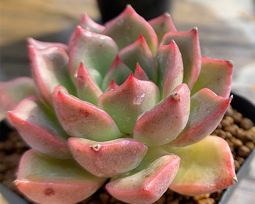 111.多肉植物 寄せ植え エケベリア属 香妃 新品種 超美苗 抜き苗