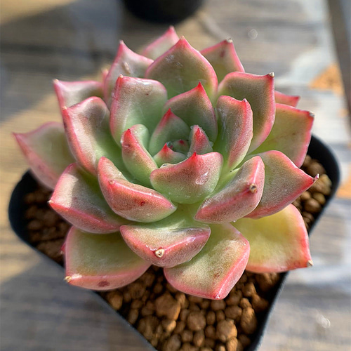 111.多肉植物 寄せ植え エケベリア属 香妃 新品種 超美苗 抜き苗