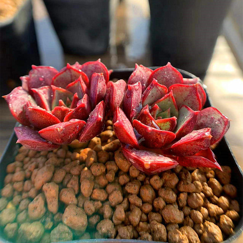 専用 多肉植物 ❁︎ロンギシマ錦 抜き苗