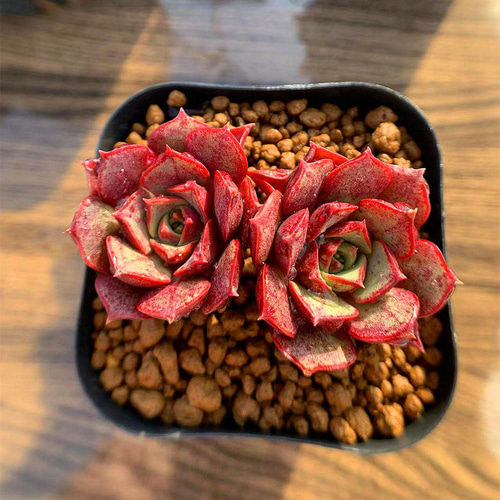 130.多肉植物 エケベリア属 ロンギシマ (2頭)希少 抜き苗 130.多肉植物 エケベリア属 ロンギシマ (2頭)希少 抜き苗