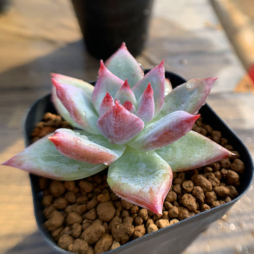 多肉植物 コロラータ 抜き苗 【公式通販】