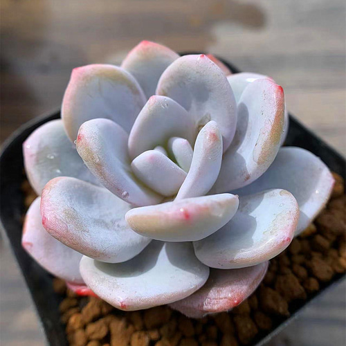 85.多肉植物 寄せ植え エケベリア属 ラウイ 超美苗 抜き苗 アート