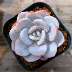 85.多肉植物 寄せ植え エケベリア属 ラウイ 超美苗 抜き苗 アート