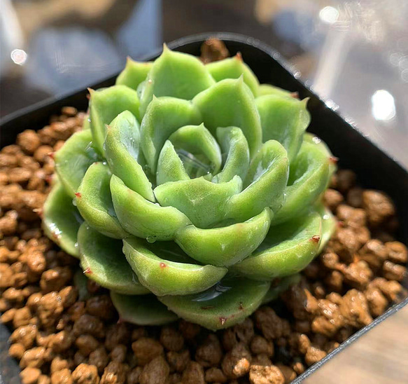 ライムアンドチリ(抜き苗) 多肉植物