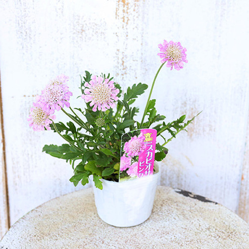 再入荷花苗 スカビオサ ピンク 3号ポット 多年草 マツムシソウ