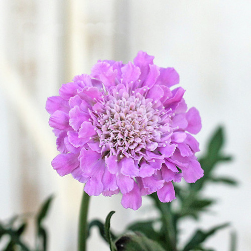 スカビオサ 鉢植え 紫 ピンク 再入荷花苗 スカビオサ ピンク 3号ポット 多年草 マツムシソウ