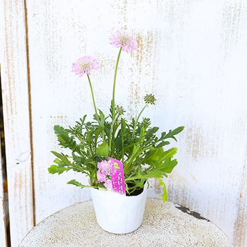 再入荷花苗 スカビオサ ピンク 3号ポット 多年草 マツムシソウ