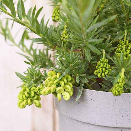 グレビレア ハニーワンダー希少 オージープランツ 常緑 低木 斑入り