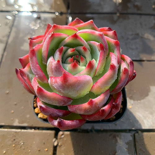 農園直売 多肉植物 寄せ植え エケベリア属 水蜜桃（単）Suimitsutou 新