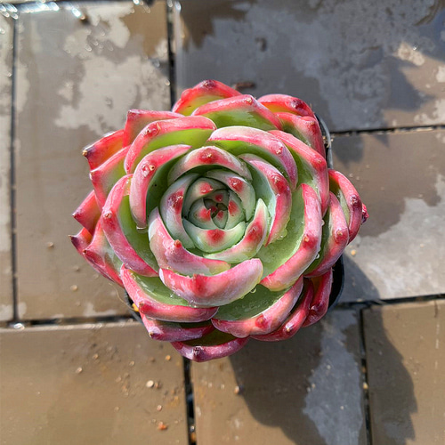 農園直売 多肉植物 寄せ植え エケベリア属 水蜜桃（単）Suimitsutou 新