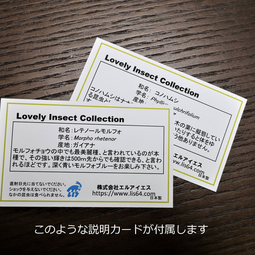 最美麗 ◇レテノールモルフォ◇ アクリルフレーム 蝶の標本 その他