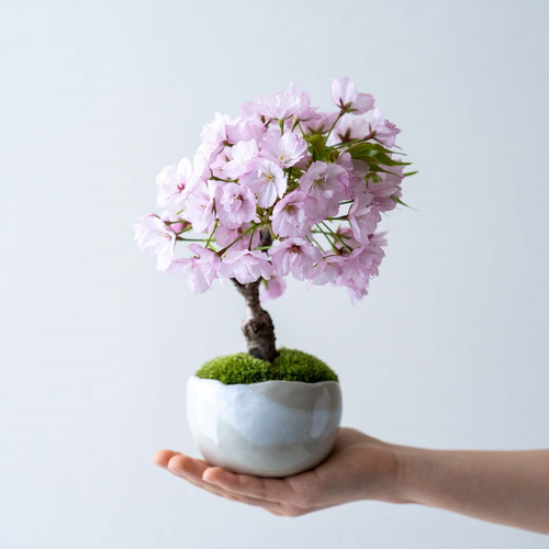 苔玉 盆栽 桜 旭山桜 楕円白粉引器セット さくら サクラ お花見