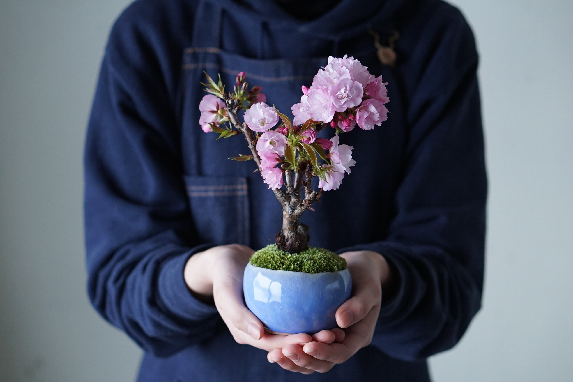 旭山桜｜ 2L｜淡藤のうつわ【受け皿セット】