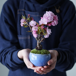 ミニ ファブリックパネル ミナペルホネン インテリア タンバリン