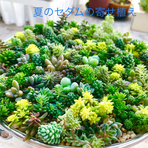 コメント専用です！多肉植物の寄せ植え◡̈⃝︎ 【公式通販】
