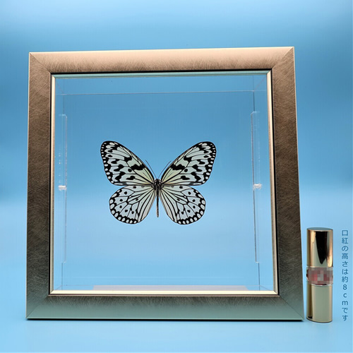 南国の貴婦人 ◇オオゴマダラ◇ 蝶の標本 ライトフレーム その他アート