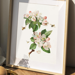 【NO.28】林檎の木の花と蜜蜂アートポスター☆リンゴボタニカルフラワー虫インテリアヴィンテージアンティークA4A3A2 9枚目の画像