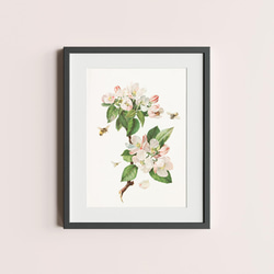 【NO.28】林檎の木の花と蜜蜂アートポスター☆リンゴボタニカルフラワー虫インテリアヴィンテージアンティークA4A3A2 5枚目の画像