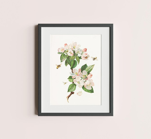 【NO.28】林檎の木の花と蜜蜂アートポスター☆リンゴボタニカルフラワー虫インテリアヴィンテージアンティークA4A3A2 5枚目の画像