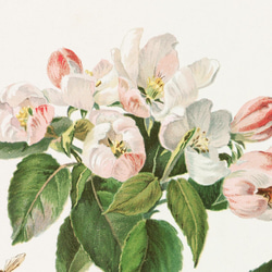 【NO.28】林檎の木の花と蜜蜂アートポスター☆リンゴボタニカルフラワー虫インテリアヴィンテージアンティークA4A3A2 3枚目の画像