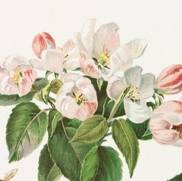 【NO.28】林檎の木の花と蜜蜂アートポスター☆リンゴボタニカルフラワー虫インテリアヴィンテージアンティークA4A3A2 3枚目の画像