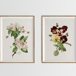 【NO.28】林檎の木の花と蜜蜂アートポスター☆リンゴボタニカルフラワー虫インテリアヴィンテージアンティークA4A3A2 7枚目の画像