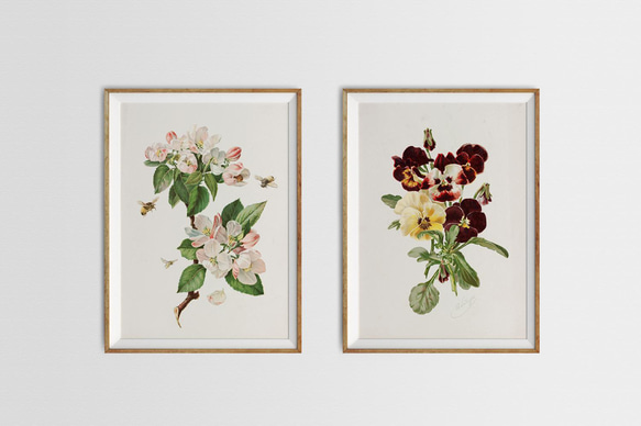 【NO.28】林檎の木の花と蜜蜂アートポスター☆リンゴボタニカルフラワー虫インテリアヴィンテージアンティークA4A3A2 7枚目の画像