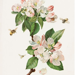 【NO.28】林檎の木の花と蜜蜂アートポスター☆リンゴボタニカルフラワー虫インテリアヴィンテージアンティークA4A3A2 2枚目の画像