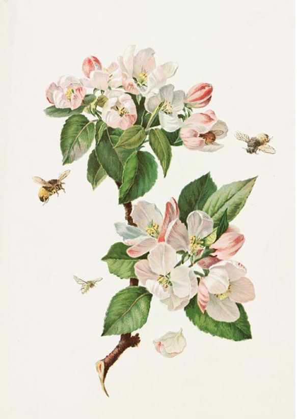 【NO.28】林檎の木の花と蜜蜂アートポスター☆リンゴボタニカルフラワー虫インテリアヴィンテージアンティークA4A3A2 2枚目の画像