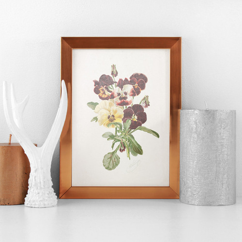 NO.29】パンジーの花ボタニカルフラワーアートポスター