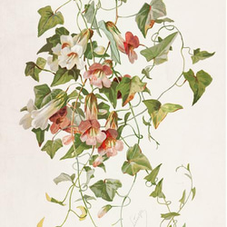 【NO.30】マウランディアの花アートポスターボタニカルフラワー植物☆インテリアヴィンテージアンティークA3A2A1B4 2枚目の画像