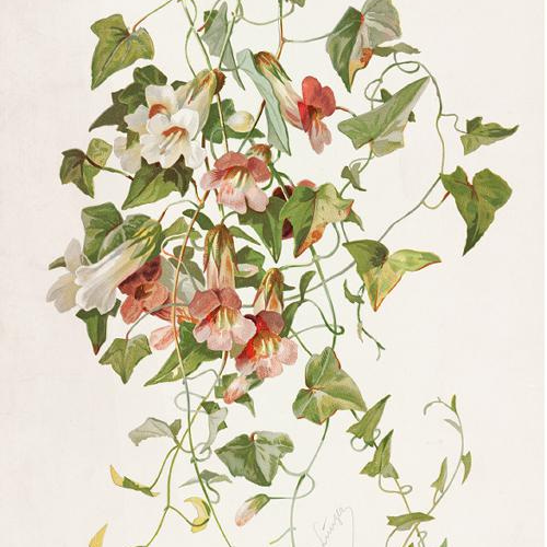 NO.30】マウランディアの花アートポスターボタニカルフラワー植物