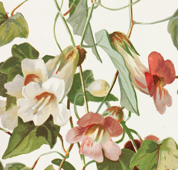 【NO.30】マウランディアの花アートポスターボタニカルフラワー植物☆インテリアヴィンテージアンティークA3A2A1B4 3枚目の画像