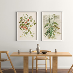【NO.30】マウランディアの花アートポスターボタニカルフラワー植物☆インテリアヴィンテージアンティークA3A2A1B4 9枚目の画像