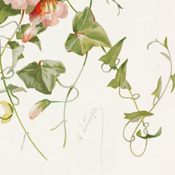 【NO.30】マウランディアの花アートポスターボタニカルフラワー植物☆インテリアヴィンテージアンティークA3A2A1B4 4枚目の画像