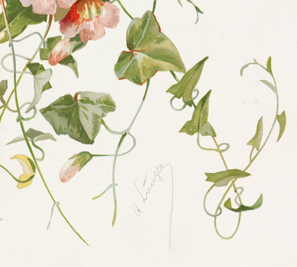 【NO.30】マウランディアの花アートポスターボタニカルフラワー植物☆インテリアヴィンテージアンティークA3A2A1B4 4枚目の画像