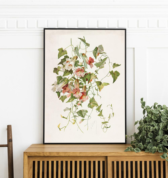 【NO.30】マウランディアの花アートポスターボタニカルフラワー植物☆インテリアヴィンテージアンティークA3A2A1B4 1枚目の画像