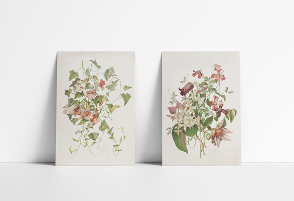 【NO.30】マウランディアの花アートポスターボタニカルフラワー植物☆インテリアヴィンテージアンティークA3A2A1B4 7枚目の画像