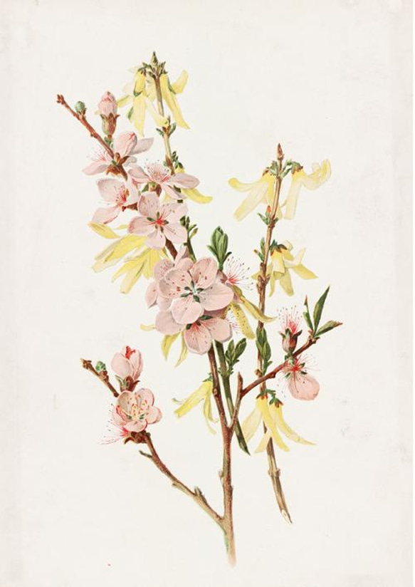 【NO.31】桃の花とレンギョウアートポスターボタニカルフラワー小花ヴィンテージインテリア春ピンク★A4A3A2A1B4 2枚目の画像