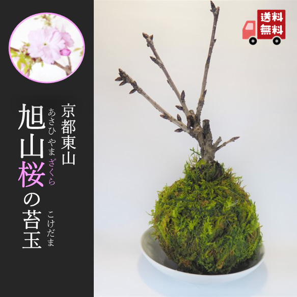 『旭山桜の苔玉』期間限定販売★さくら★苔玉★おうちでお花見★かわいい★送料無料 1枚目の画像