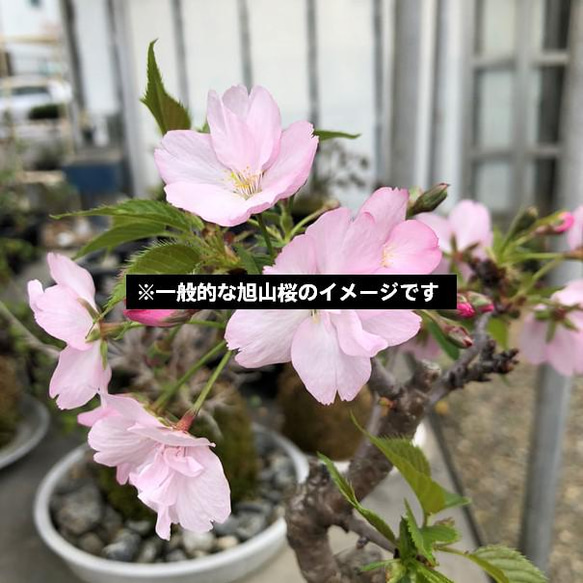 『旭山桜の苔玉』期間限定販売★さくら★苔玉★おうちでお花見★かわいい★送料無料 6枚目の画像