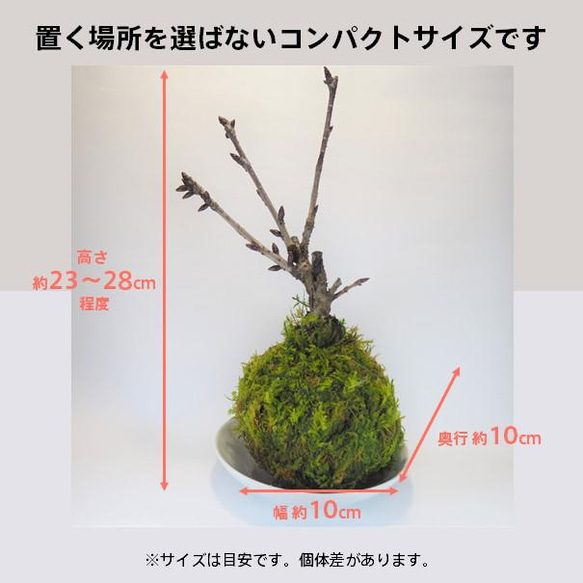 『旭山桜の苔玉』期間限定販売★さくら★苔玉★おうちでお花見★かわいい★送料無料 8枚目の画像