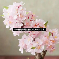 『旭山桜の苔玉』期間限定販売★さくら★苔玉★おうちでお花見★かわいい★送料無料 7枚目の画像