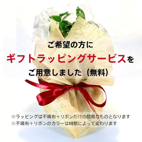 『旭山桜の苔玉』期間限定販売★さくら★苔玉★おうちでお花見★かわいい★送料無料 11枚目の画像