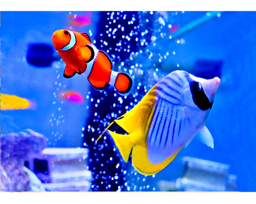 Fish Upon The Sky FM カード Fish Upon The Sky FM カード